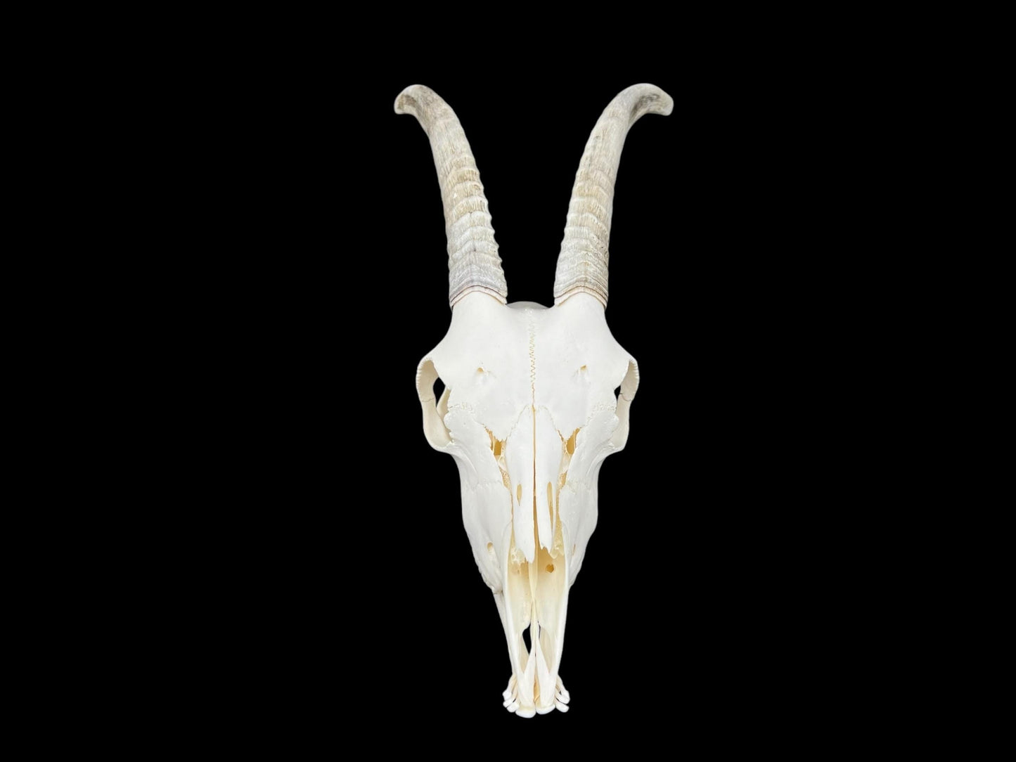 Prawdziwa czaszka kozy ze szczęką, idealnie czysta czaszka zwierzęcia, prawdziwe kości, anatomia, weterynaria, dekoracja czaszki