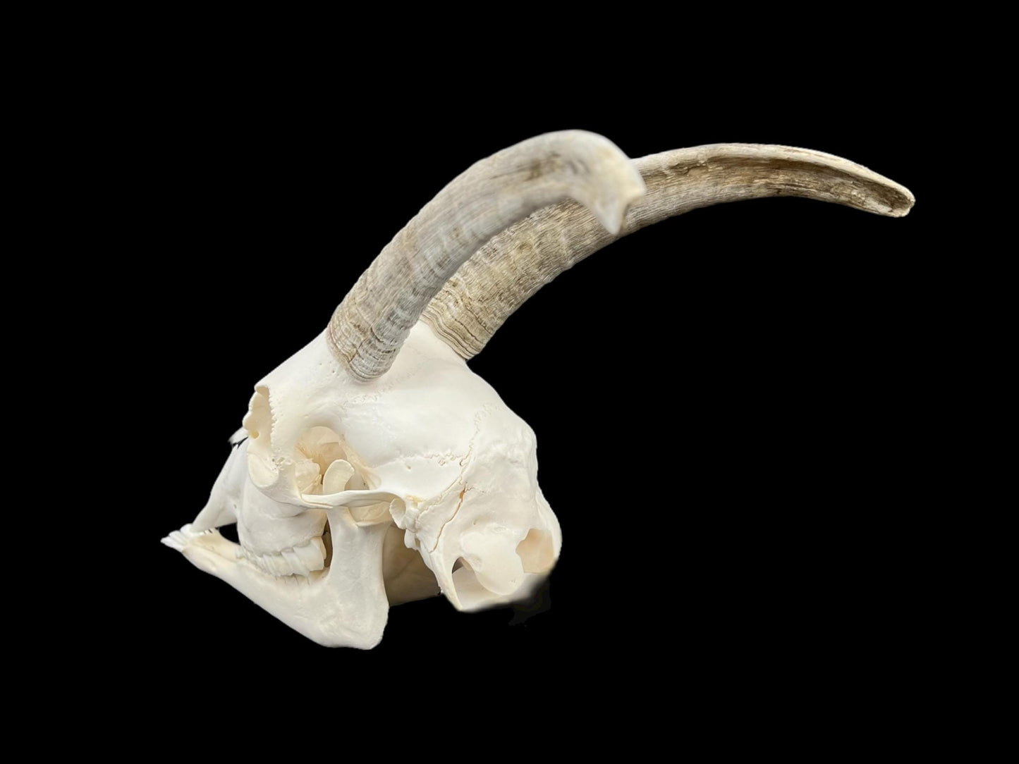 Prawdziwa czaszka kozy ze szczęką, idealnie czysta czaszka zwierzęcia, prawdziwe kości, anatomia, weterynaria, dekoracja czaszki