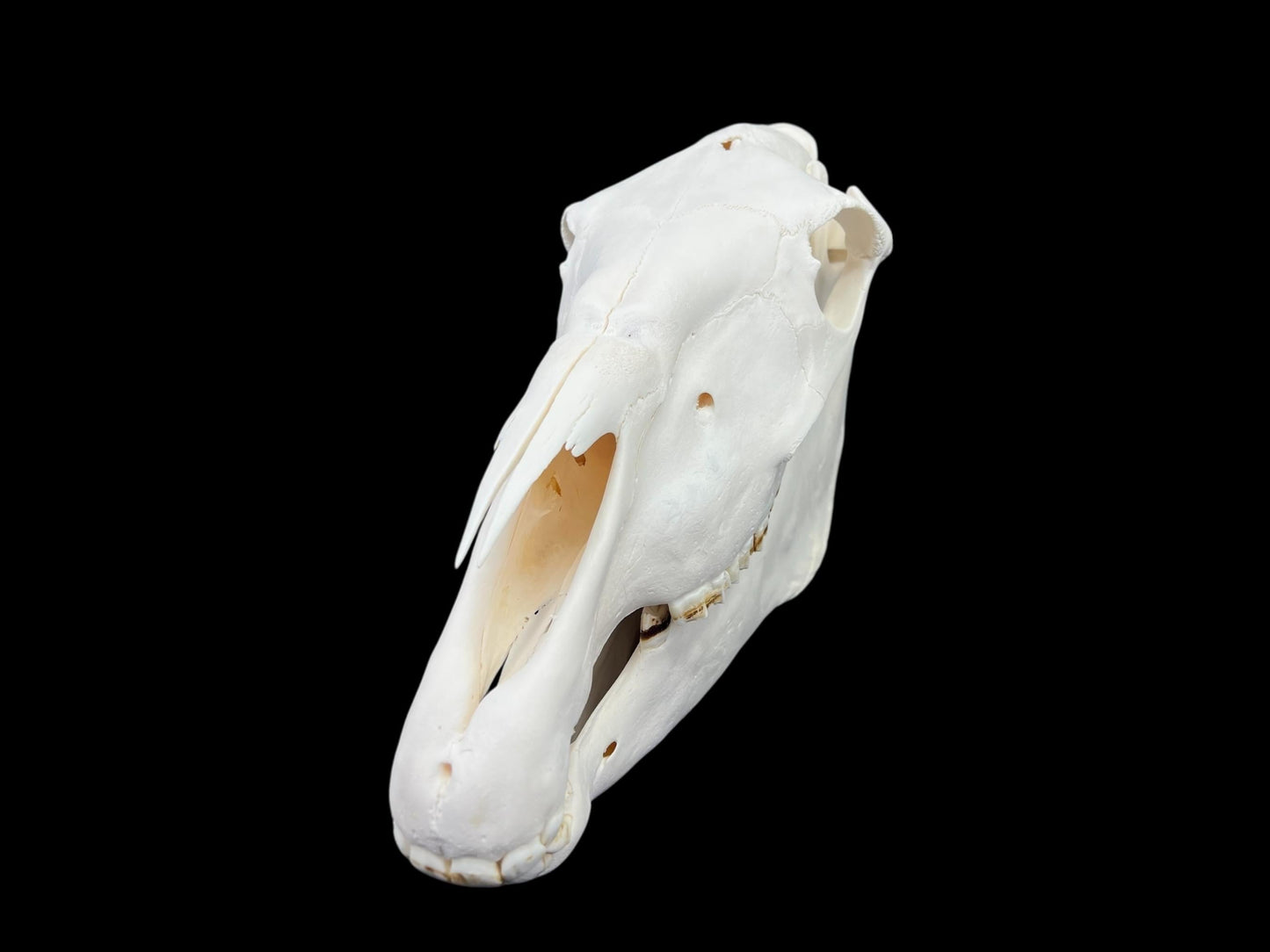 Prawdziwa czaszka konia (Equus caballus), odtłuszczona i wybielona kość, anatomiczna czaszka, kompletna ogromna czaszka, dekoracja czaszki