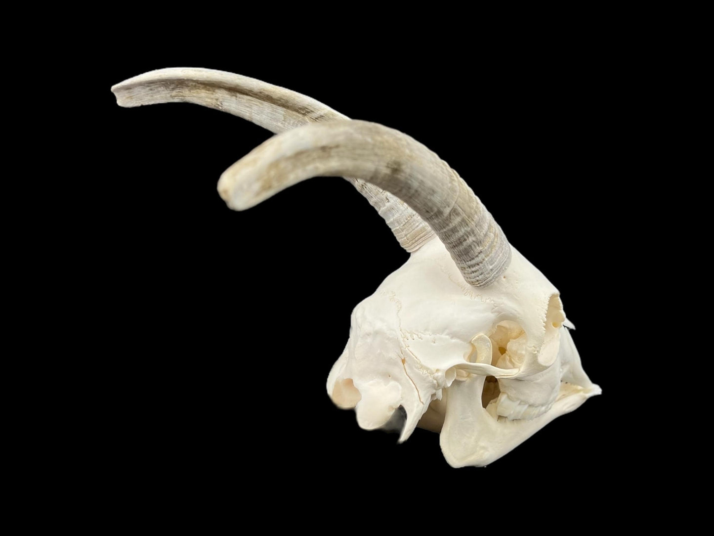 Prawdziwa czaszka kozy ze szczęką, idealnie czysta czaszka zwierzęcia, prawdziwe kości, anatomia, weterynaria, dekoracja czaszki