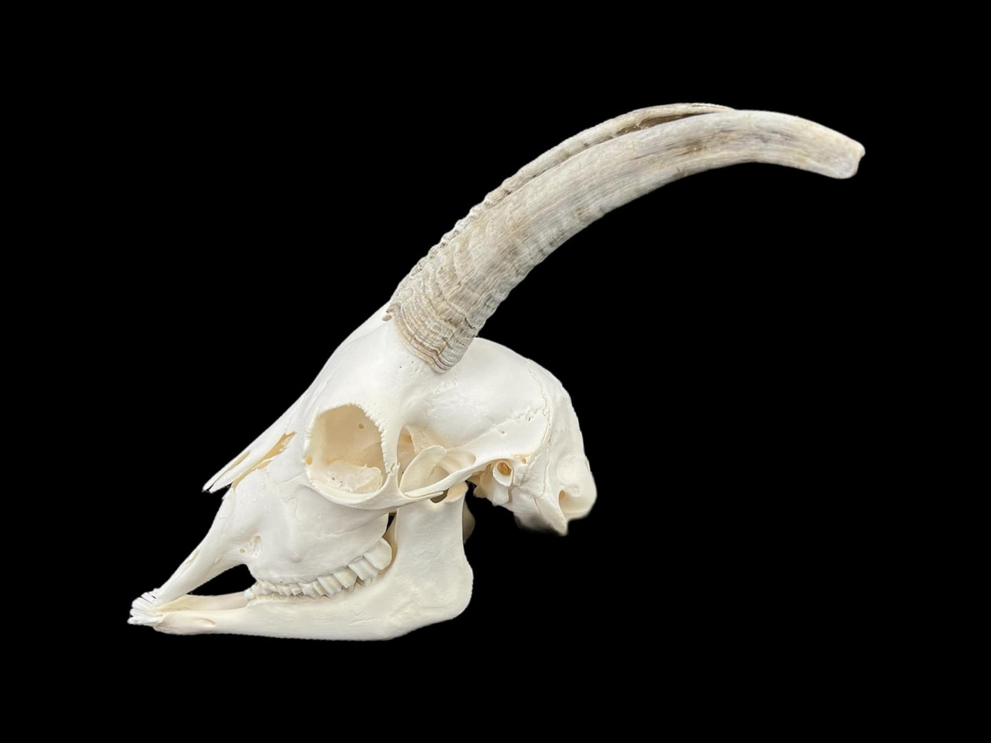 Prawdziwa czaszka kozy ze szczęką, idealnie czysta czaszka zwierzęcia, prawdziwe kości, anatomia, weterynaria, dekoracja czaszki