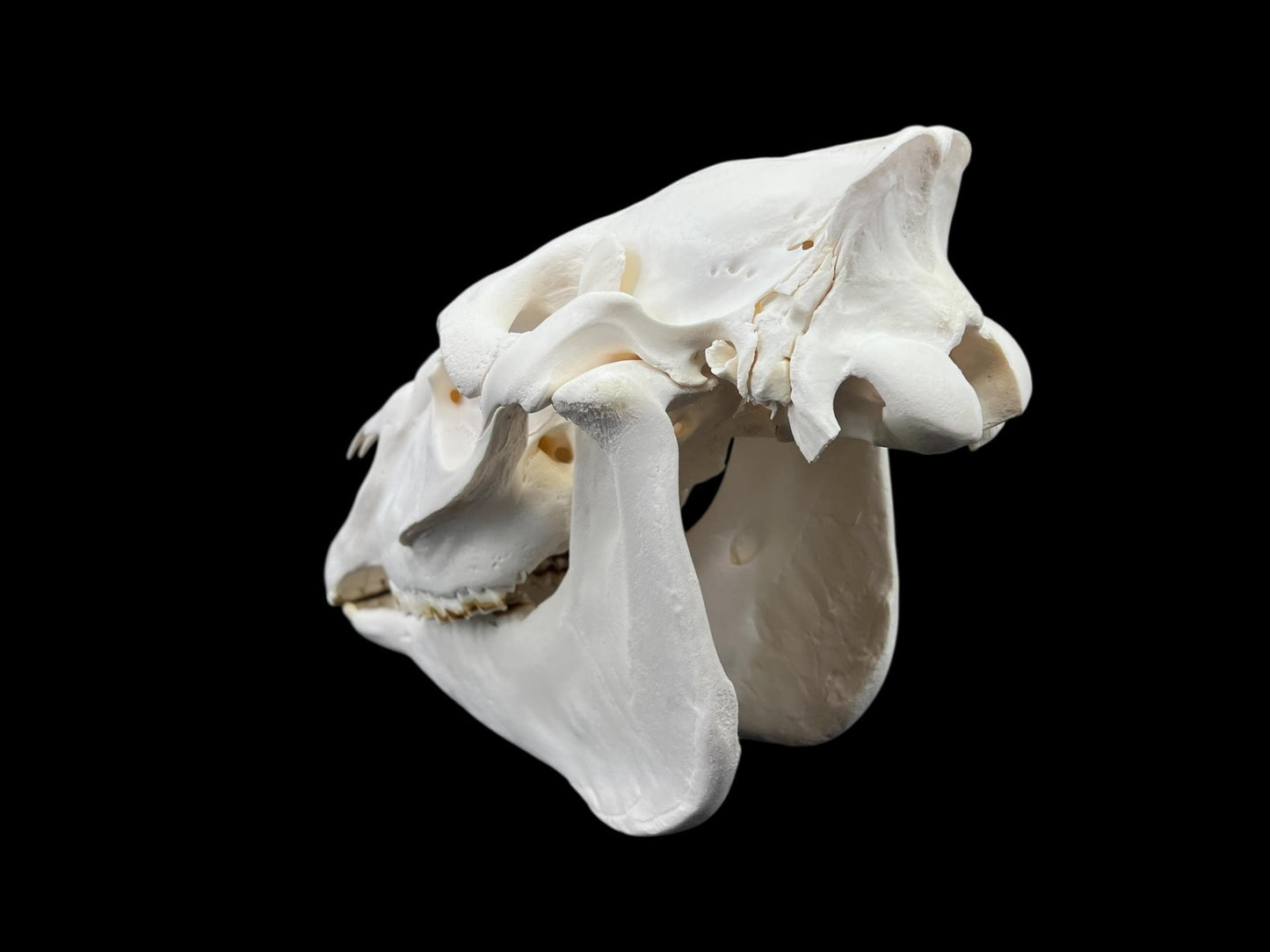 Prawdziwa czaszka konia (Equus caballus), odtłuszczona i wybielona kość, anatomiczna czaszka, kompletna ogromna czaszka, dekoracja czaszki