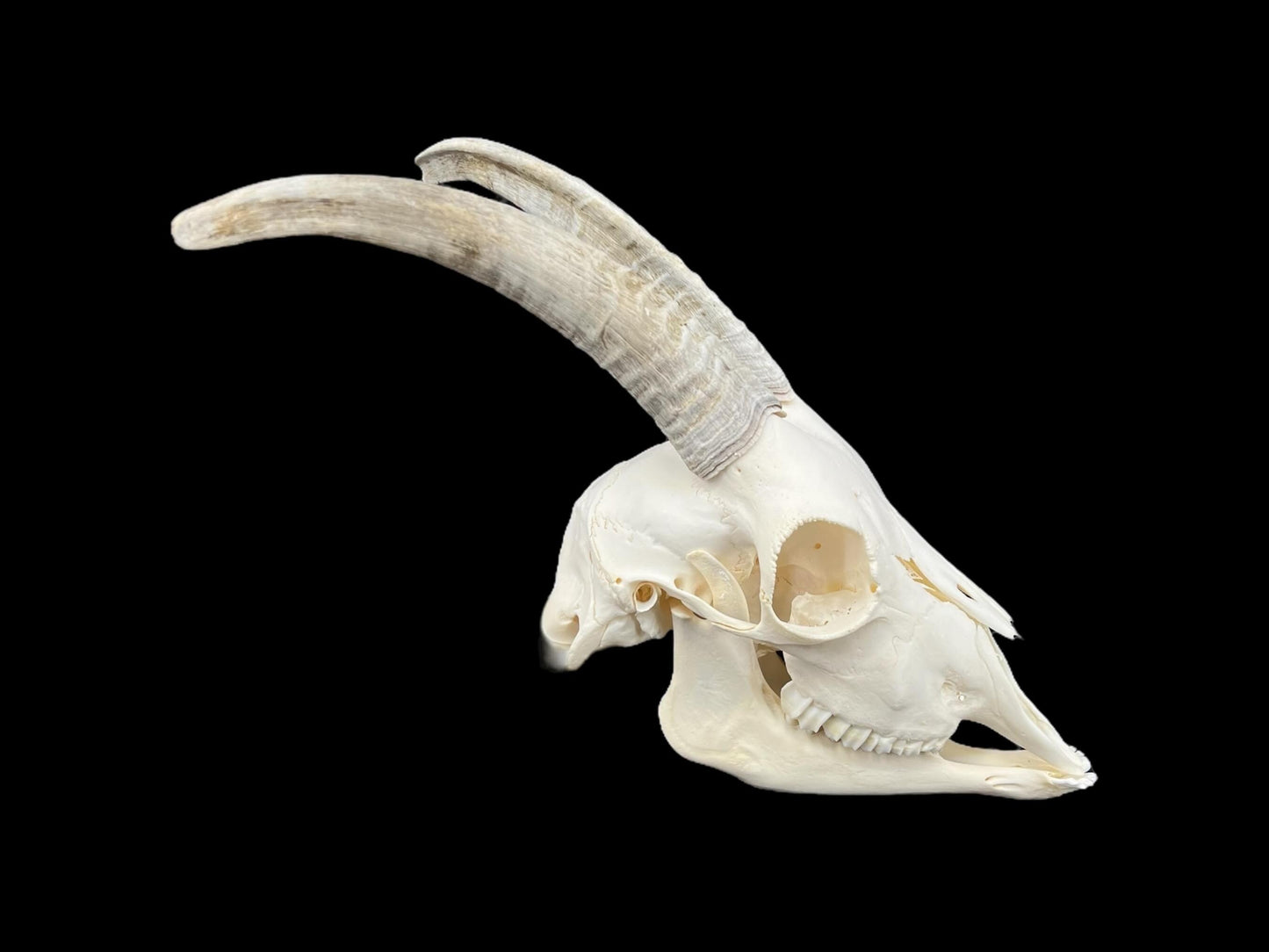 Prawdziwa czaszka kozy ze szczęką, idealnie czysta czaszka zwierzęcia, prawdziwe kości, anatomia, weterynaria, dekoracja czaszki