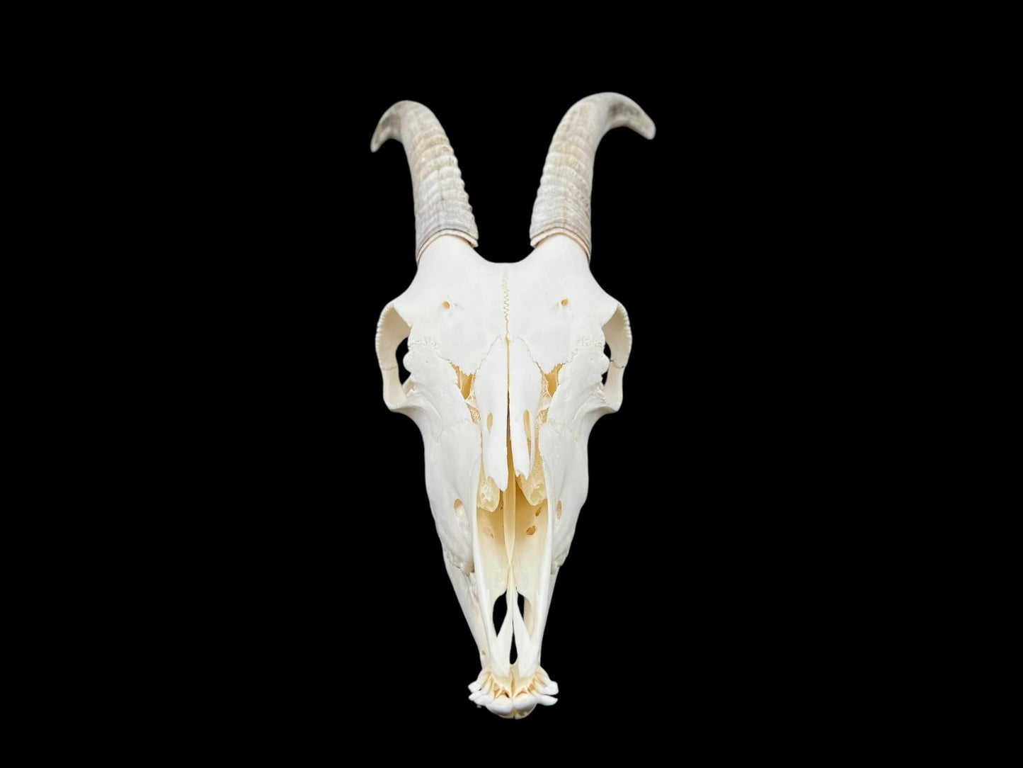 Prawdziwa czaszka kozy ze szczęką, idealnie czysta czaszka zwierzęcia, prawdziwe kości, anatomia, weterynaria, dekoracja czaszki