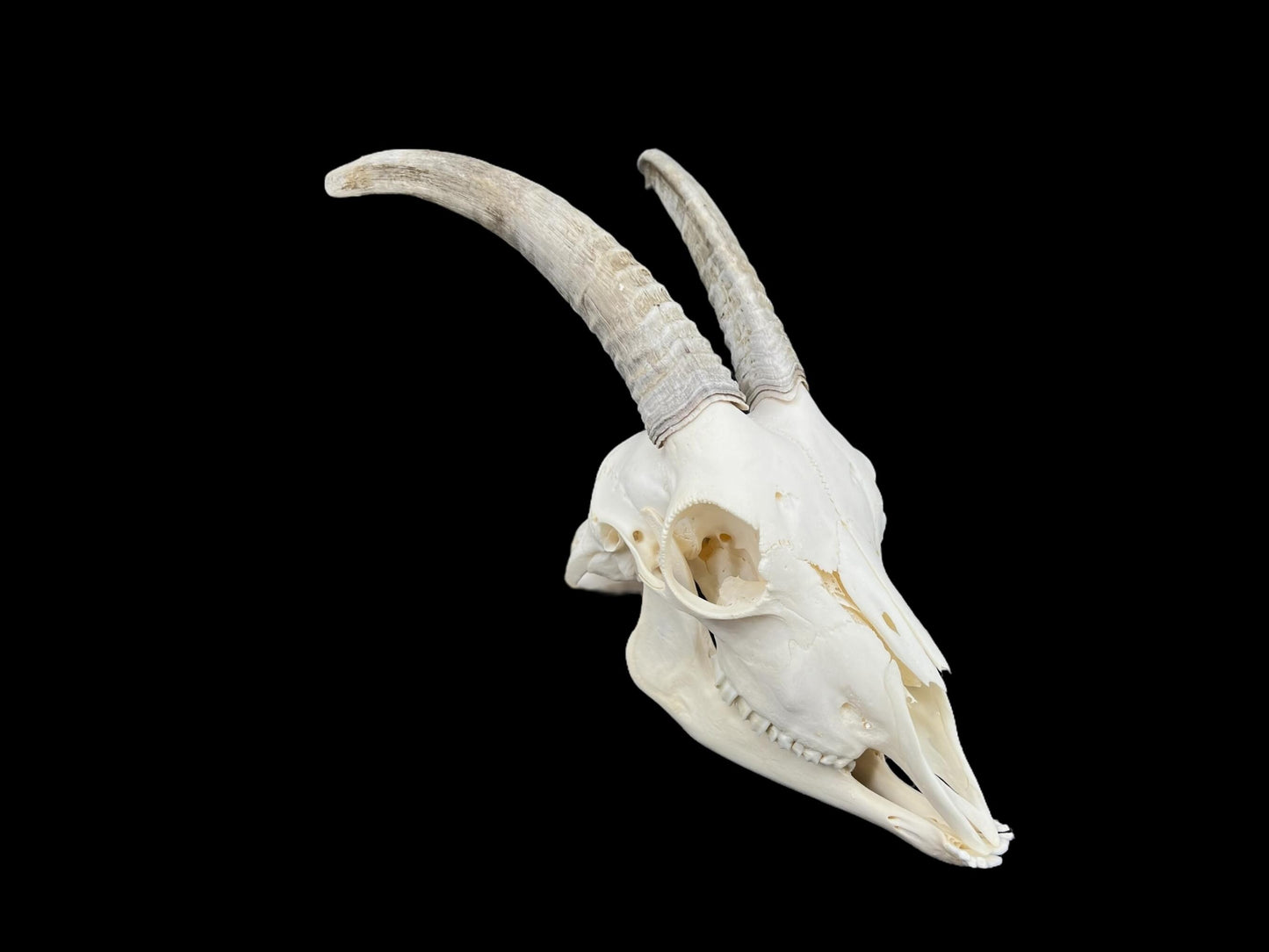 Prawdziwa czaszka kozy ze szczęką, idealnie czysta czaszka zwierzęcia, prawdziwe kości, anatomia, weterynaria, dekoracja czaszki