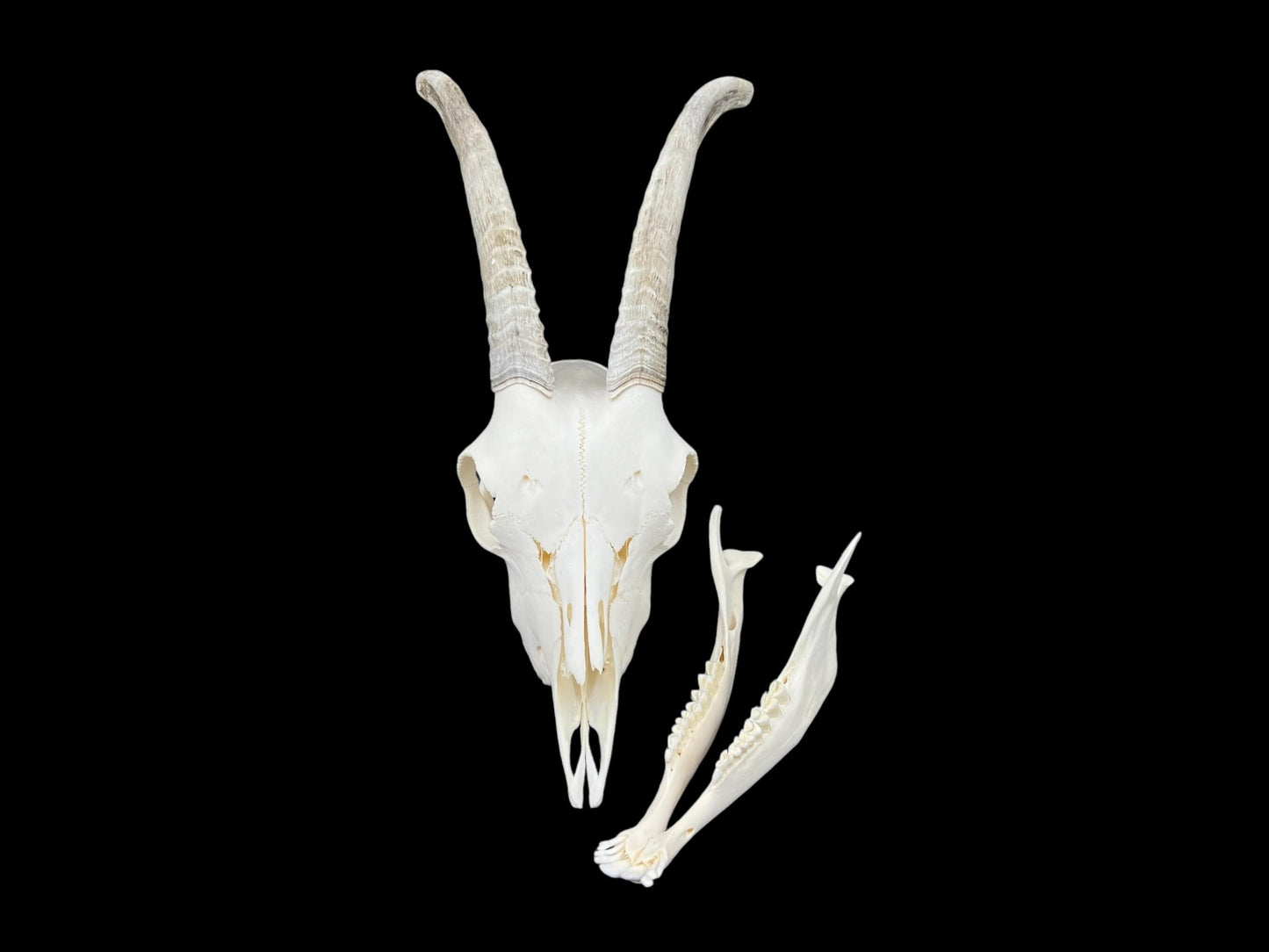 Prawdziwa czaszka kozy ze szczęką, idealnie czysta czaszka zwierzęcia, prawdziwe kości, anatomia, weterynaria, dekoracja czaszki