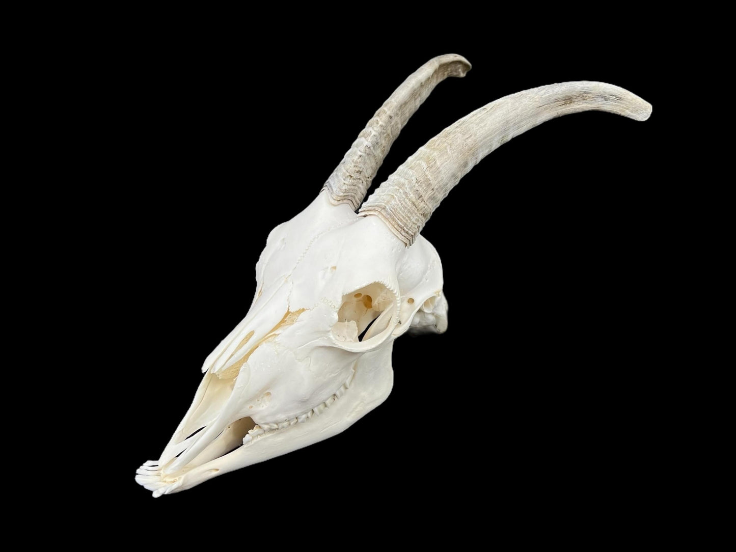 Prawdziwa czaszka kozy ze szczęką, idealnie czysta czaszka zwierzęcia, prawdziwe kości, anatomia, weterynaria, dekoracja czaszki