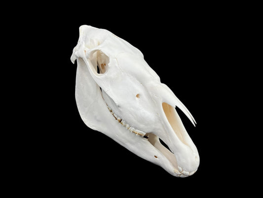 Prawdziwa czaszka konia (Equus caballus), odtłuszczona i wybielona kość, anatomiczna czaszka, kompletna ogromna czaszka, dekoracja czaszki