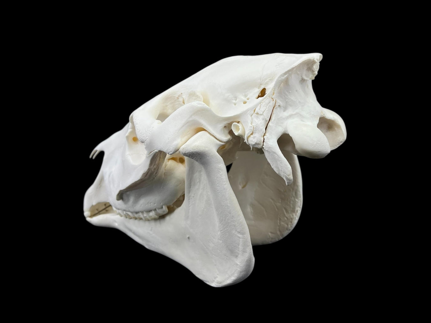 Prawdziwa duża czaszka konia (Equus caballus), odtłuszczona i wybielona kość, anatomiczna czaszka, weterynaryjna, kompletna ogromna czaszka, dekoracja czaszki